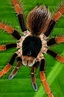 Columbian Giant Tarantula | Shutterbug