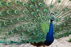 Pavo Real, el ave con la cola más sorprendente del reino animal