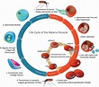 Life cycle of malaria parasite. Malaria transmission occurs through a ...