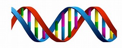 Ácidos nucleicos - O que são, resumo, estrutura, bases, DNA e RNA