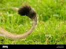 Tail of an African lion Stock Photo - Alamy