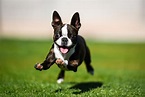 Boston terrier: carattere e peculiarità del cane simbolo del Massachusetts