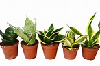 5 Different Snake Plants in 4" Pots - Sansevieria - Live Plant - FREE ...