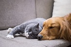 Hund und Katze: Wie gewöhne ich meine Katze an Hunde?