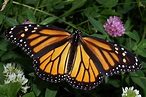 Científicos modifican los puntos y las rayas de alas de mariposa ...