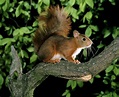 Descubra 8 espécies de mamíferos da floresta ameaçadas em Portugal