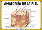 Anatomia de la piel - ABC Fichas