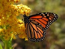 10 datos increíbles sobre la mariposa monarca, reina de Michoacán