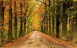 landscape, Nature, Tree, Forest, Woods, Autumn, Path, Road Wallpapers ...