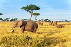 Kenia Safari rondreis – Safari Kenia Highlights 14 dagen - 333travel
