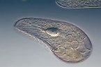 What Are Protozoa? | Healthtian