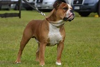 ColorBulls Continental Bulldog