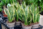 The Most Beautiful Types Of Snake Plants (2023)