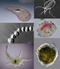 4 Main Groups of Protozoa - Owlcation