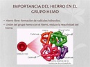 PPT - Hemoglobina y mioglobina PowerPoint Presentation, free download ...