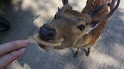 「萌」鹿變「凶」？日本奈良鹿咬人事件創新高 傷者多數為中國人 - 壹讀