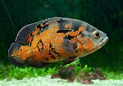 Carnivorous Freshwater Aquarium Fish - Common Species & Diet