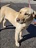 Found Yellow Lab, Morganford and Loughboro Brown Collar, no chip, was ...