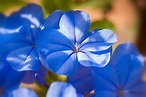 Jasmine blue, jasmine, blue flowers, flowering,free pictures - free ...