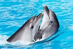 5 Reasons Why Dolphins Are the Best Sea Creatures - MyStart