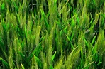 Conheça os benefícios do trigo verde
