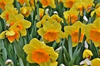 Narcisos amarillos: cultivo, significado y más | Jardineria On