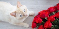 Sind Rosen giftig für Katzen? - Wamiz
