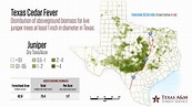 It's Cedar Fever Season In Texas - Texas A&M Today
