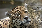 Día Internacional del Jaguar: 5 datos sobre este grandioso animal en ...