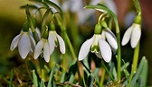 The birth flower of January: Snowdrop – fronds with benefits
