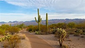 Saguaro Nationalpark: Gigantische Kakteen in der Sonora-Wüste