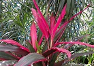 Dracena-vermelha – Cordyline terminalis - Flora 10 | Paisagismo