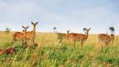 Queen Elizabeth National Park - Uganda - Steppes Travel
