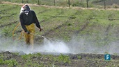 Tipos de pesticidas | Guía rápida | Revista Ferrepat