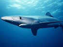 Tiburones en Perú: historia y principales especies comerciales - Oceana ...