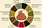 Top Bristol Stool Color Chart The ultimate guide | stoolz