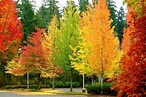 Los 10 mejores lugares para ver el hermoso colorido del otoño en ...