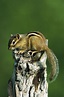 Eastern Chipmunk Tamias Striatus Photograph by Konrad Wothe - Pixels