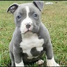 Pitbull Blue Cachorros, Únicos Garantizados - $ 4,499.00 en Mercado Libre