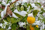 Orangenbaum überwintern: Experten-Tipps - Plantura