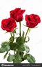 Three red roses ⬇ Stock Photo, Image by © 02irina #148504919