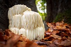 Lion’s Mane Mushrooms: A Complete Guide - A-Z Animals