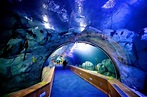 The Oceanogràfic is the largest aquarium in Europe (Valencia, Spain ...