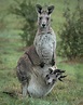 Kangaroo and Joey in pouch Photograph by Barry Kearney