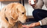 Which Over-The-Counter Medicines Are Safe For Dogs?