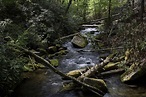 Joyce Kilmer Memorial Forest in NC. One of the last uncut forests in ...