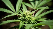 Is Australia Ready to Legalize Marijuana? Not Yet, It Seems - The New ...