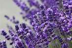 Knowing the different lavenders - Pacific Scents