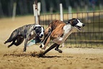 The 10 Fastest Dog Breeds in the World - DogBlend