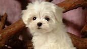 Lovely Little White Fluffy Puppy wallpaper 25-1920x1080 Download ...